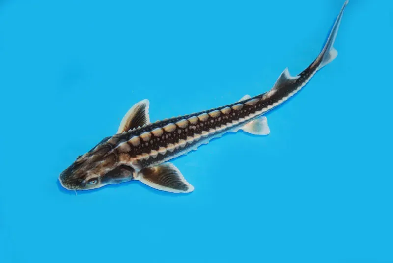 Les Étangs d'Occitanie Esturgeon Diamant poisson de bassin