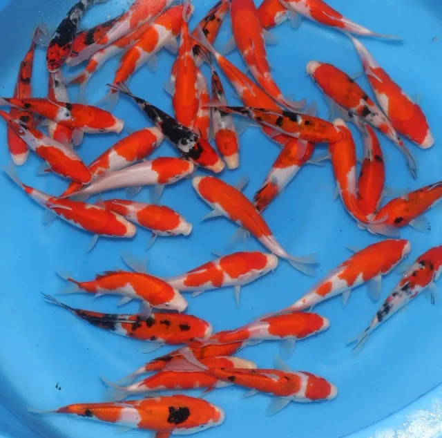 Les Étangs d'Occitanie Kohaku et Sanke carpe koi 15-18 cm