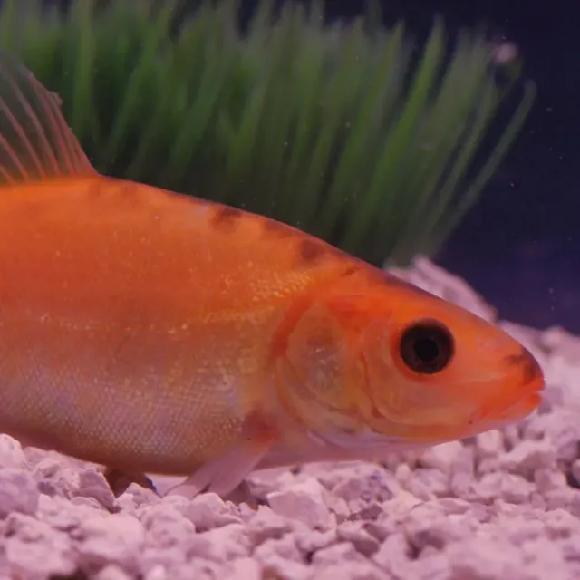 Les Étangs d'Occitanie Tanche de Mongolie poisson de bassin