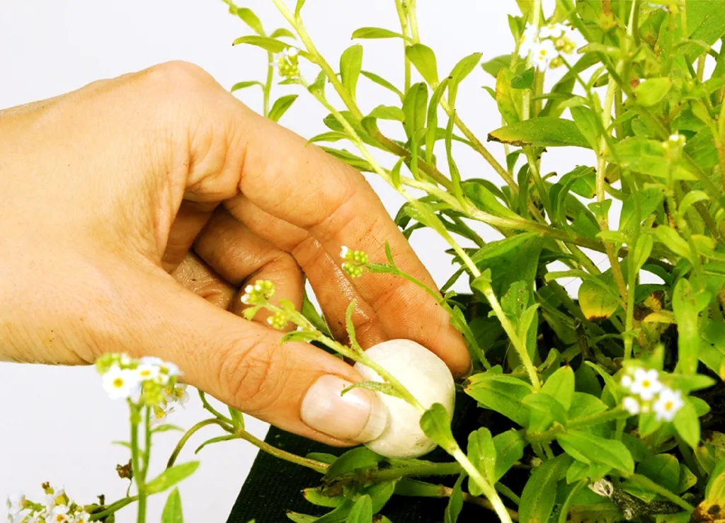 Velda boules d’engrais XL plantes aquatiques argile bleue