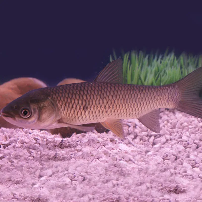 Les Étangs d’Occitanie Carpe amour poisson de bassin