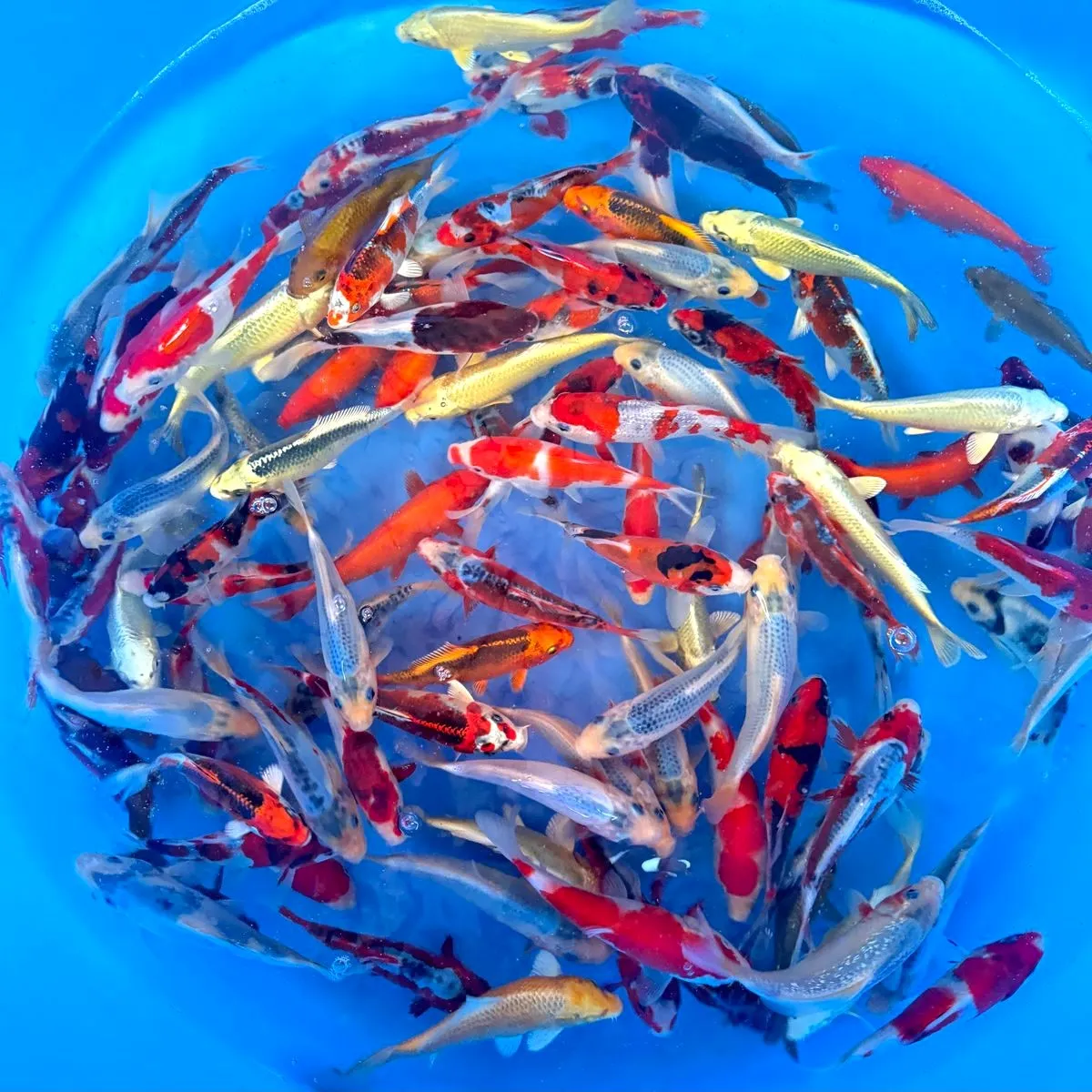 Les Étangs d’Occitanie Mix carpe koï poisson de bassin