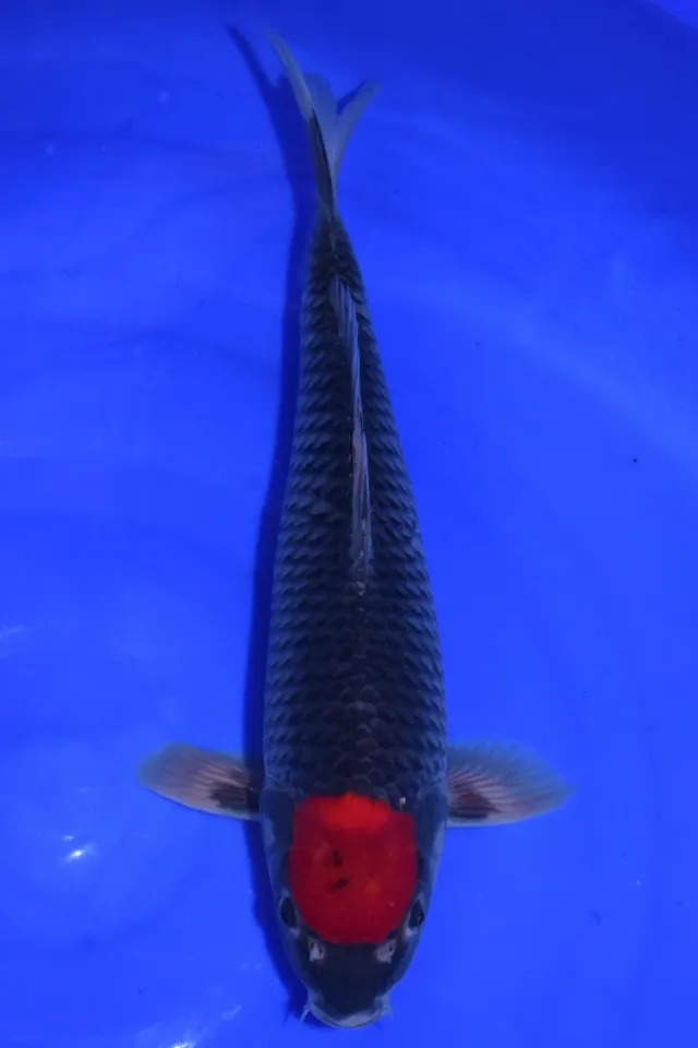 Les Étangs d’Occitanie TANCHO GOSHIKI AOK2502 koi