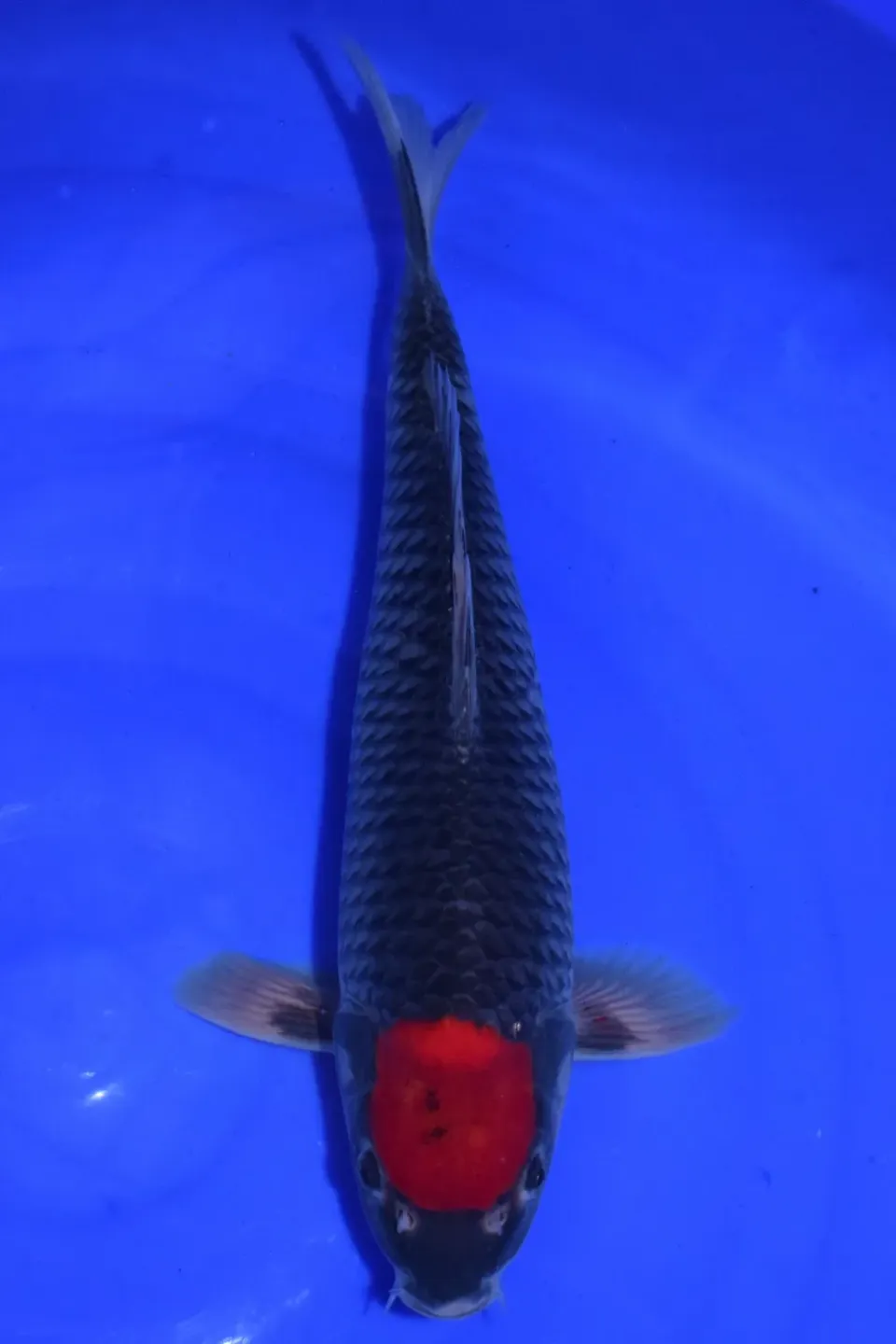 Les Étangs d’Occitanie TANCHO GOSHIKI AOK2502 koi