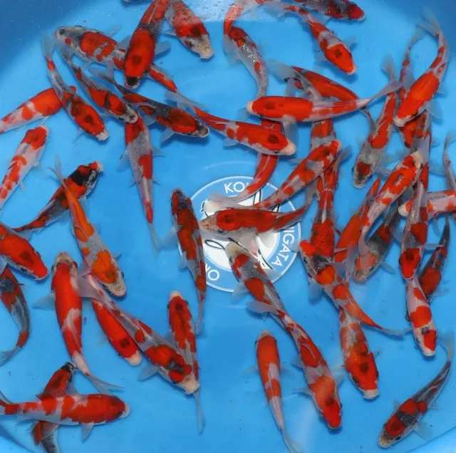 Les Étangs d’Occitanie Goshiki Kanno carpe koï 13-16 cm