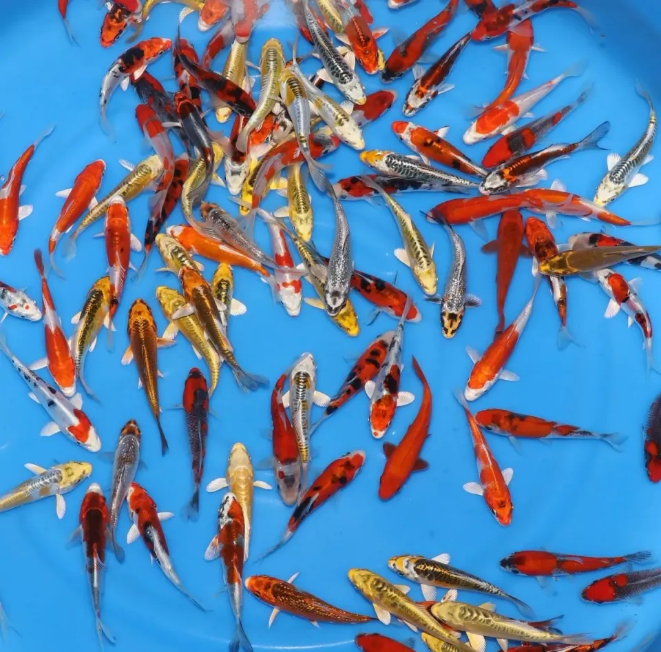 Les Étangs d’Occitanie Mix carpe koï poisson de bassin