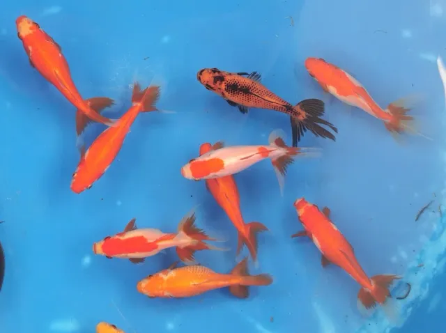 Les Étangs d'Occitanie Wakin poisson de bassin