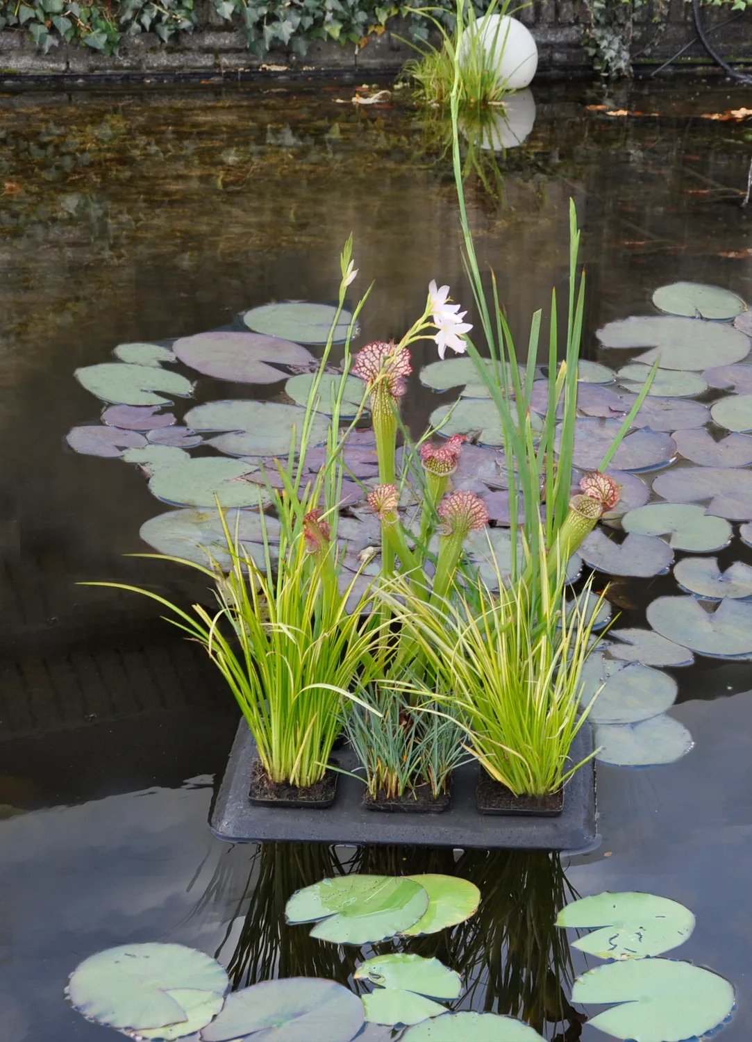 Velda Floating Plant Oasis tapis végétal flottant 5 fixations