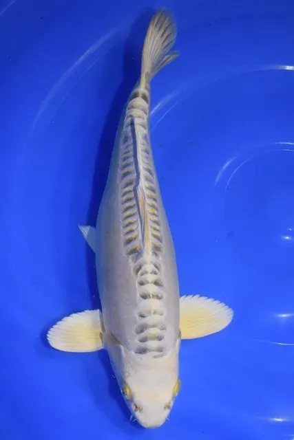 Les Étangs d'Occitanie YELLOW DRAGON – AOK2405 poisson de bassin