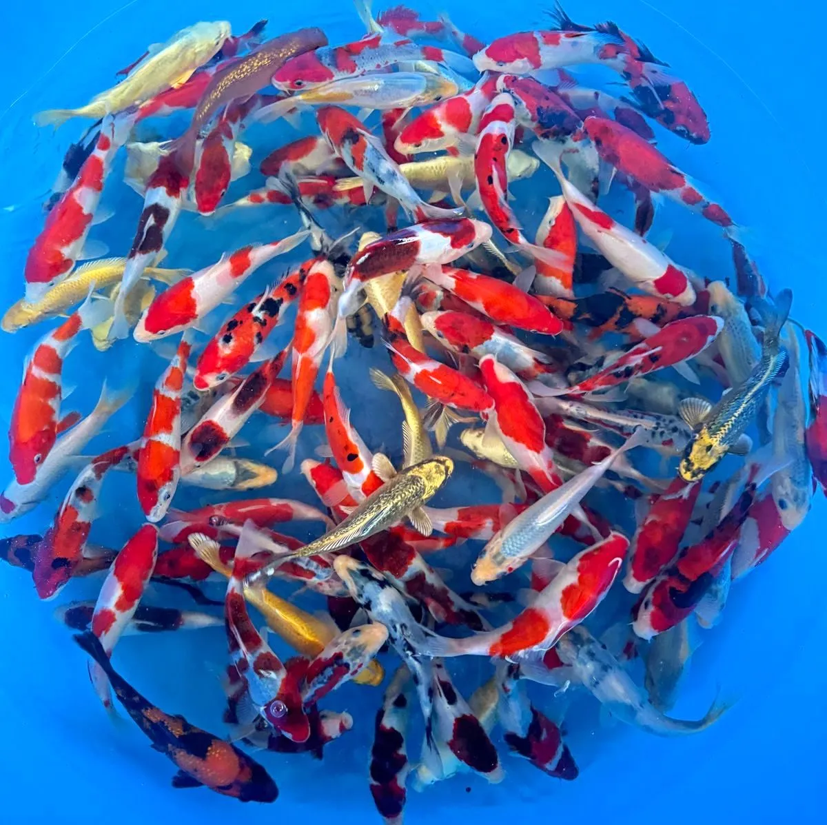 Les Étangs d’Occitanie Mix carpe koï poisson de bassin