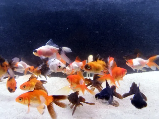Les Étangs d’Occitanie Fantail Mix poisson rouge 4–5 cm